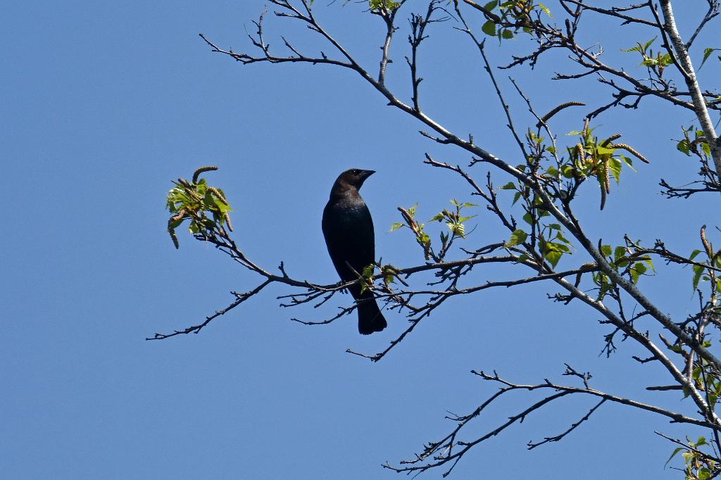 Cowbird, Brown-headed, 2025-05037325 Parker River NWR, MA.JPG - Brown-headed Cowbird. Parker River National Wildlife Refuge, MA, 5-3-2025